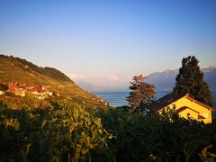 Weinterassen im Lavaux