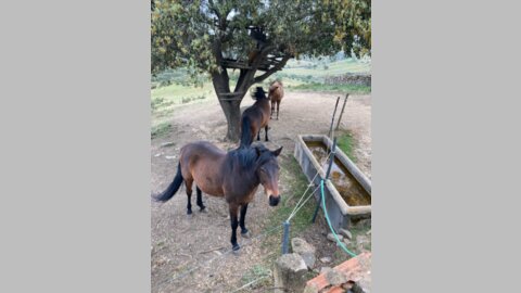 Die Pferde auf der "Quinta do Cerro"