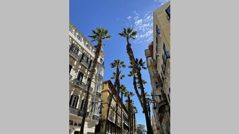 Innenstadt von Màlaga. Staßenansicht mit Palmen und blauem Himmel